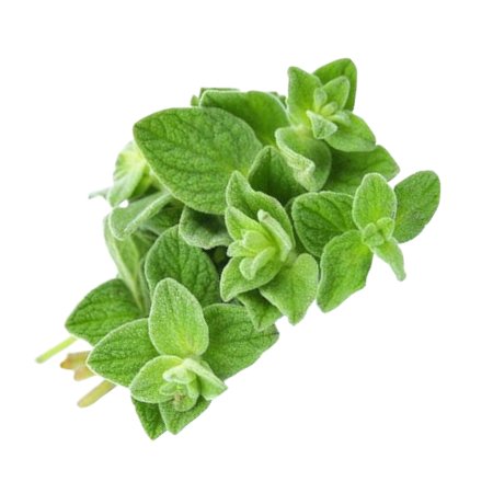 Fresh Oregano - 100g - Bar Fruit Delivery