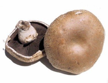 Large Flat Mushroom Box - 1.8kg Per Box - Bar Fruit Delivery