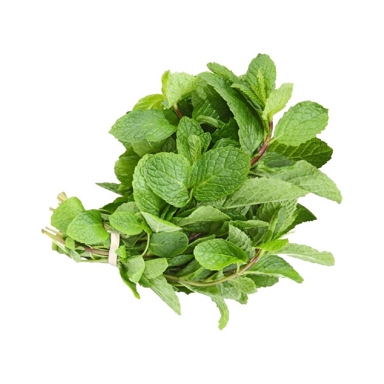 Normal Mint Fresh Mint: Wholesale Suppliers & Bulk Prices